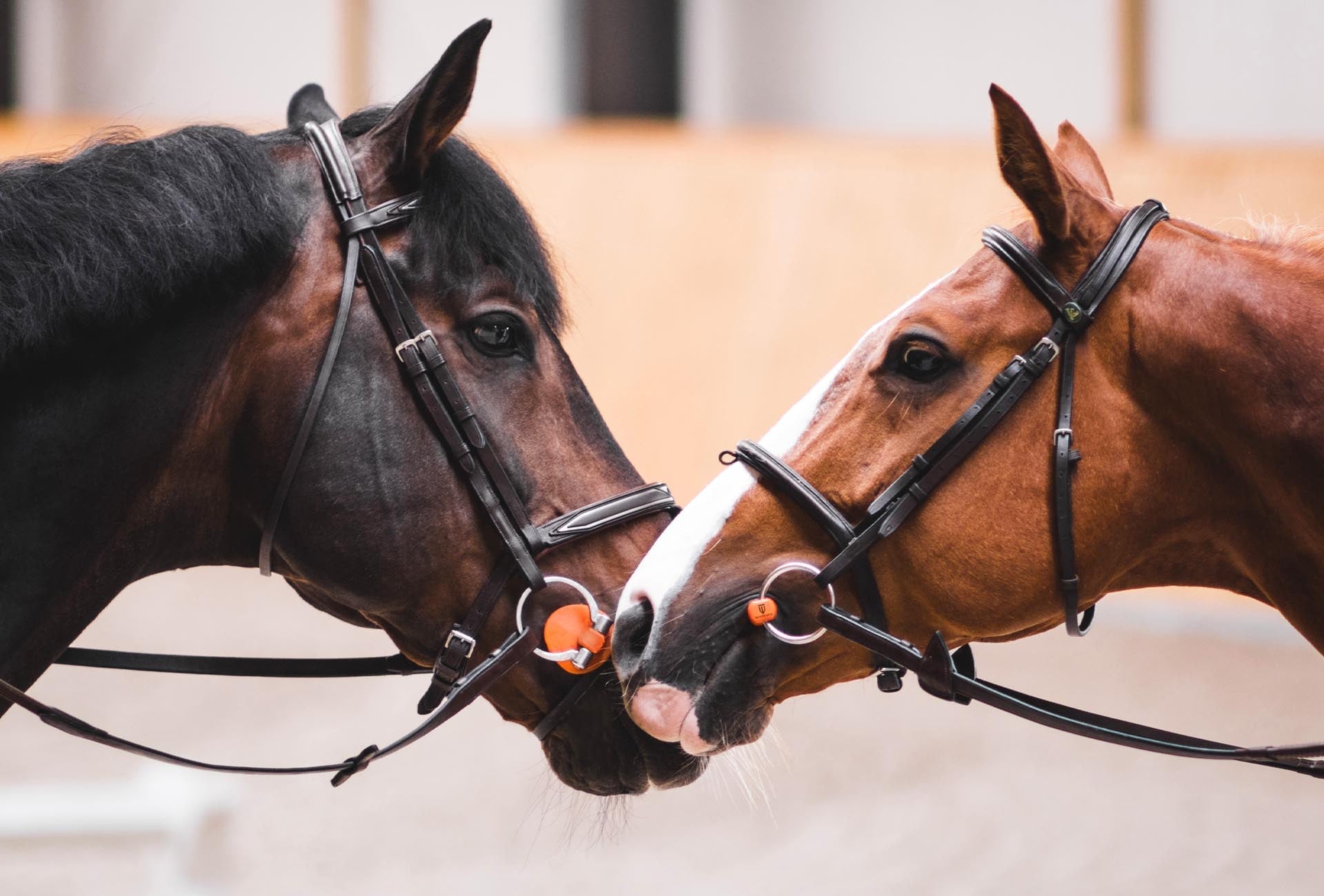 Bridles & Bits