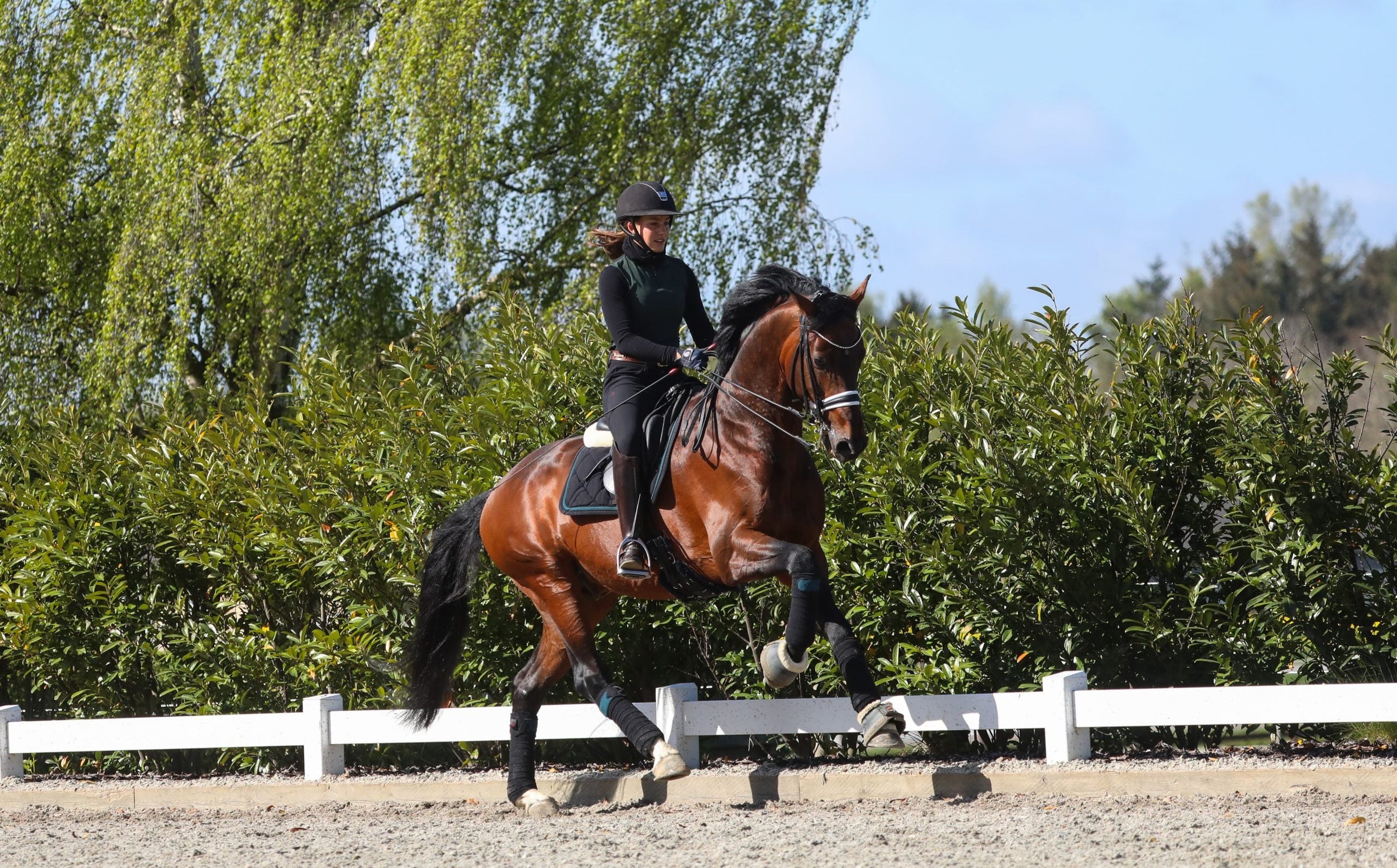 Bridles & Bits