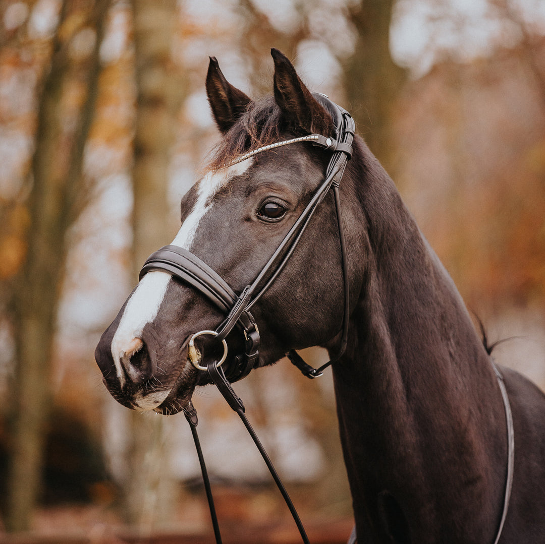 Finesse Cassidy Cavesson Bridle II
