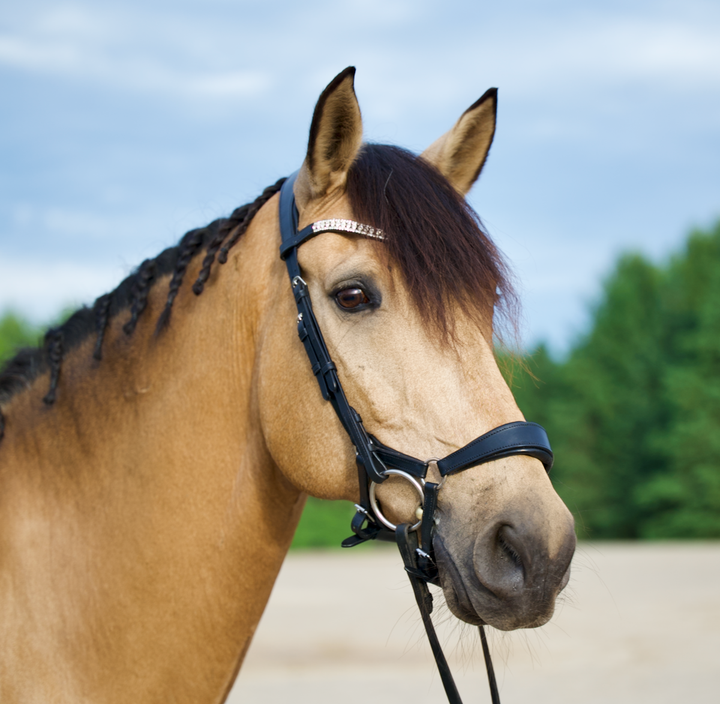 Altair Vega v2 Comfort Drop Snaffle