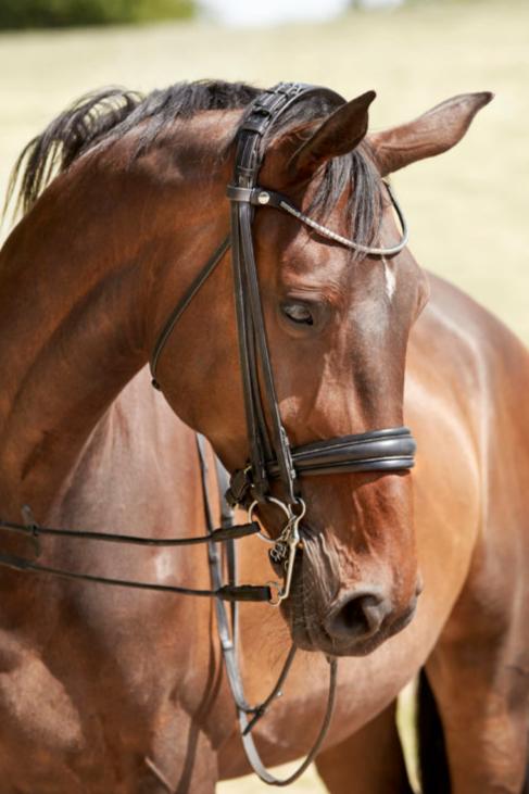 Finesse Cayenne Weymouth Bridle - Flat Leather