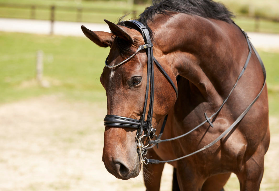 Finesse Cayenne Weymouth Bridle - Flat Leather