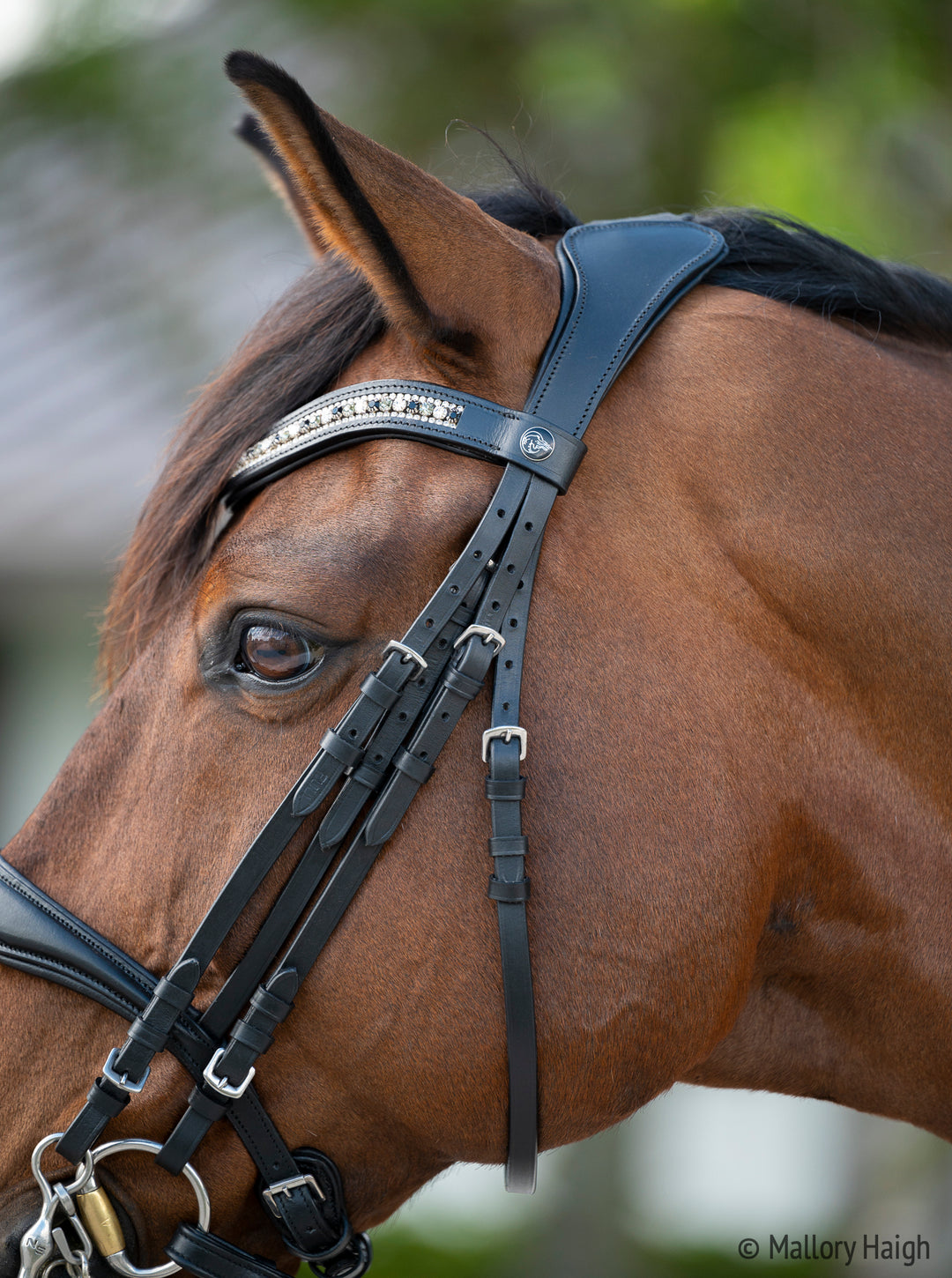 OLD STOCK Altair Atlas Double Bridle