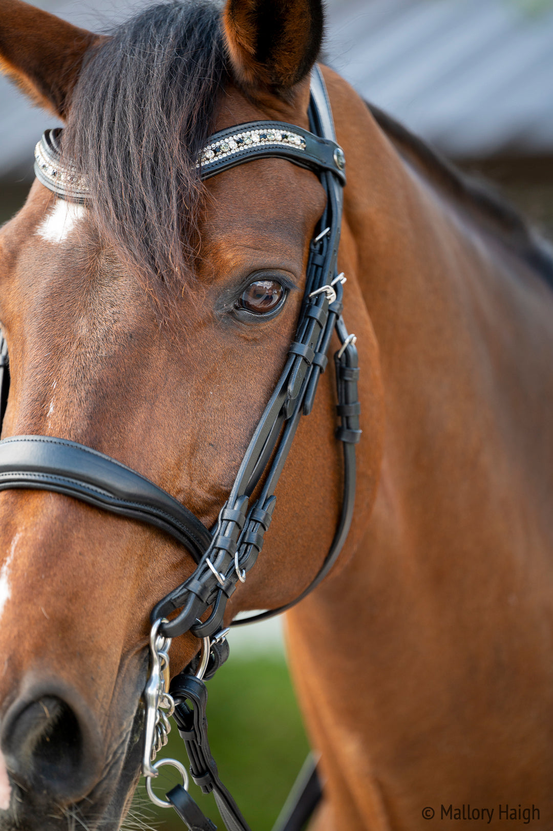 OLD STOCK Altair Atlas Double Bridle