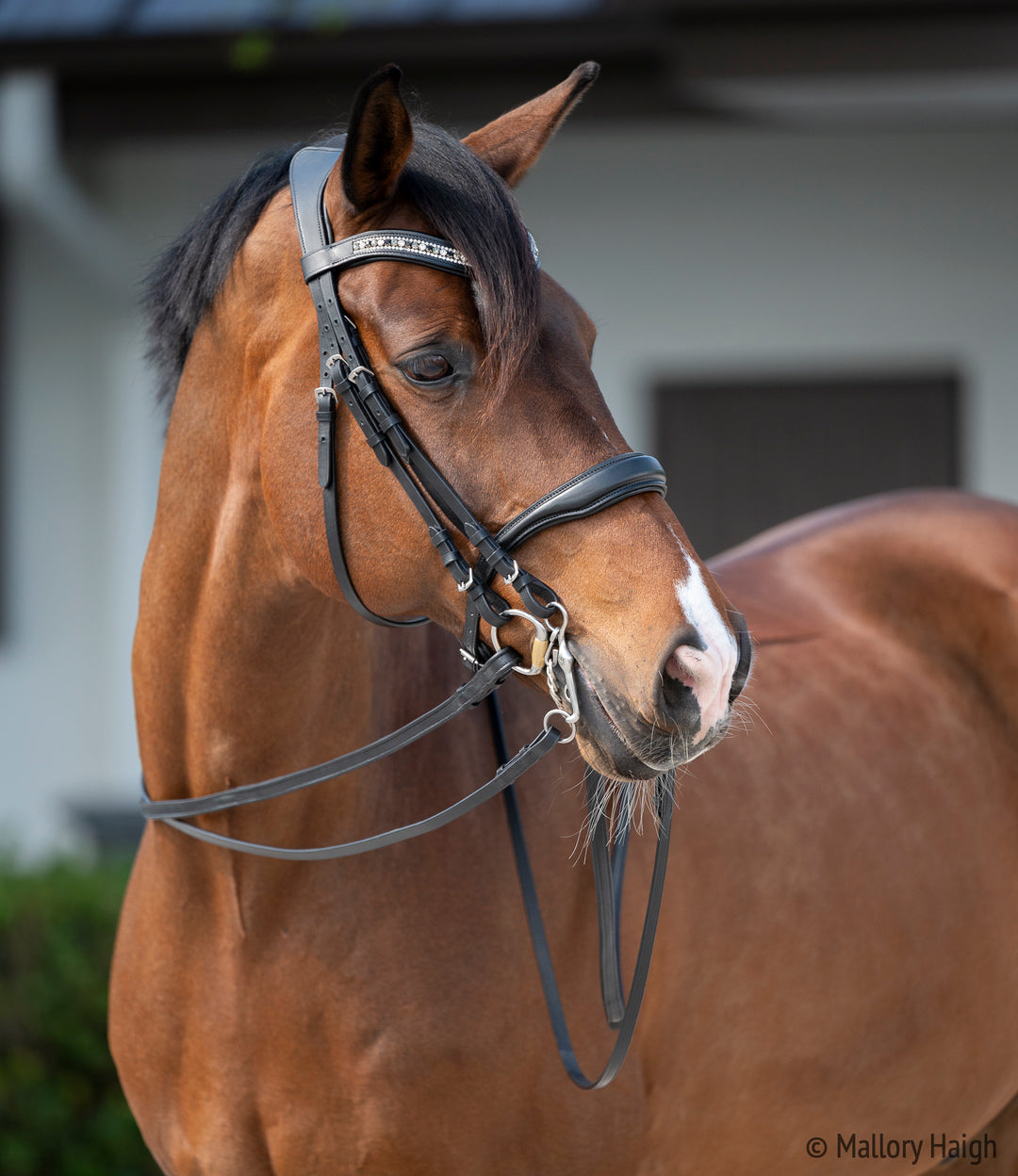 OLD STOCK Altair Atlas Double Bridle